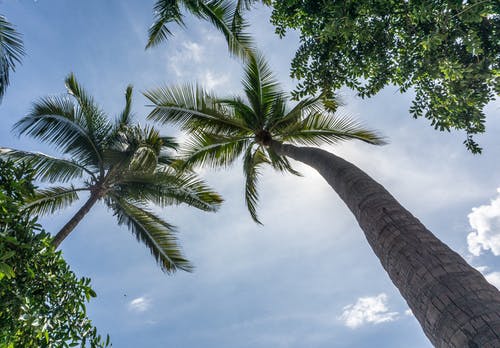 白色天空下绿叶椰子树的低角度摄影 · 免费素材图片