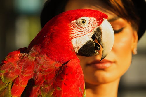 红鹦鹉 · 免费素材图片