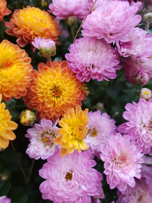 黄色和紫色的花朵的照片 · 免费素材图片