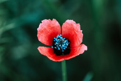 盛开的红色花朵 · 免费素材图片