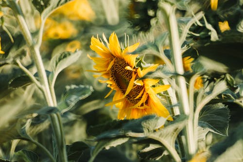 黄色向日葵 · 免费素材图片