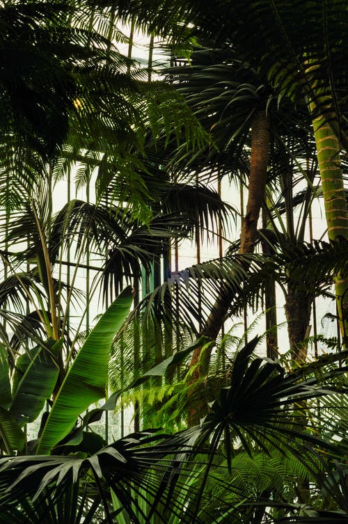 绿棕榈树和香蕉植物 · 免费素材图片