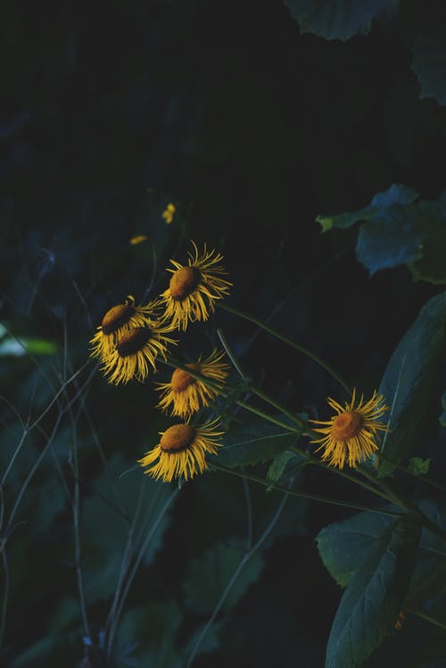 黄花 · 免费素材图片