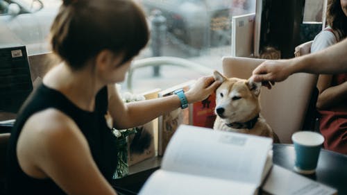 女人抱着狗的耳朵的照片 · 免费素材图片