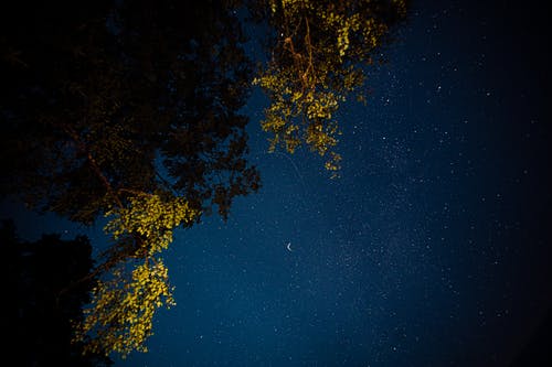夜间树木的低角度照片 · 免费素材图片