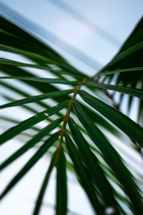 绿叶棕榈植物的选择性聚焦摄影 · 免费素材图片