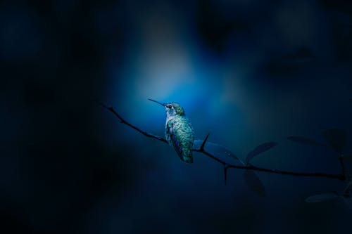 鸟栖息在树枝上 · 免费素材图片