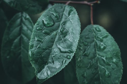 水滴在绿叶上的特写照片 · 免费素材图片