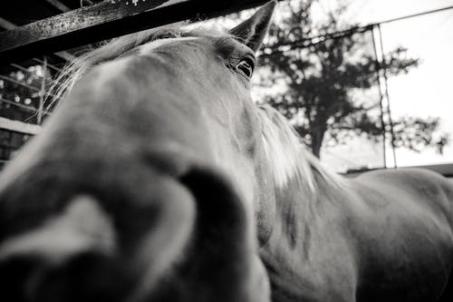 马的鼻子的灰度特写照片 · 免费素材图片