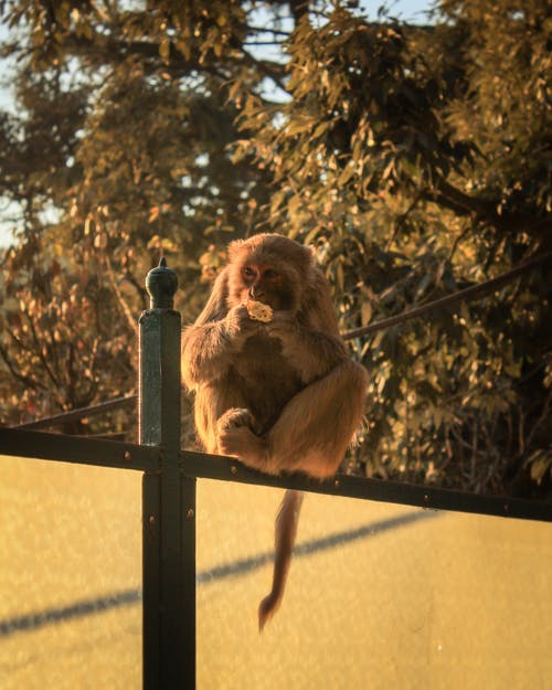 布朗猴子吃食物 · 免费素材图片