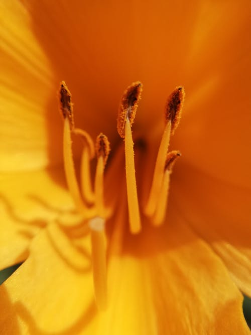 特写摄影黄色花瓣的花和花粉 · 免费素材图片