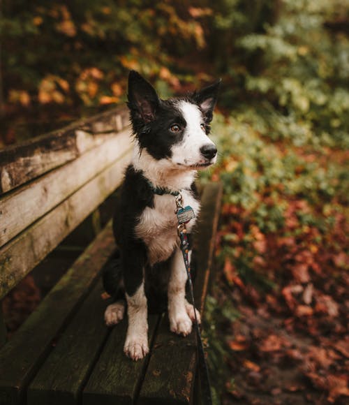 坐在长凳上的短涂白色和黑色小狗的选择性焦点照片 · 免费素材图片