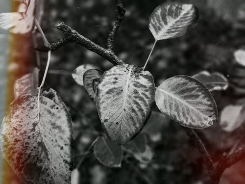 叶子的灰度照片 · 免费素材图片