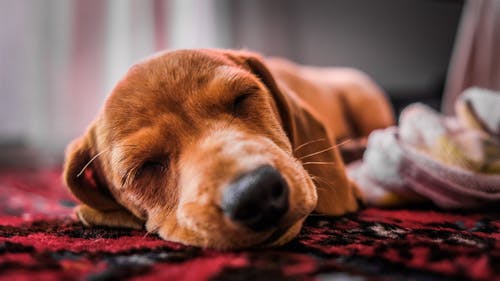 狗睡觉的特写照片 · 免费素材图片