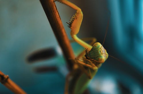 绿色昆虫 · 免费素材图片