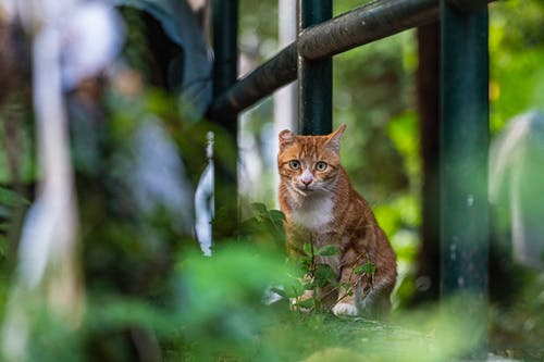 猫的选择性聚焦照片 · 免费素材图片