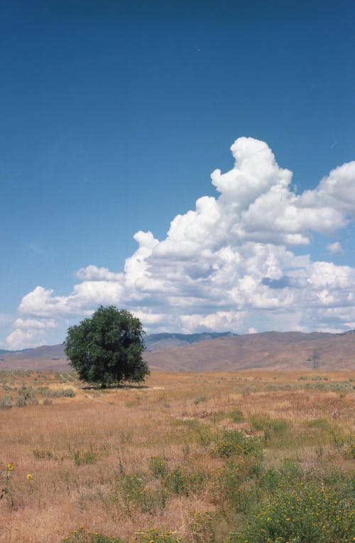 一棵树在多云的天空下的棕色草田 · 免费素材图片