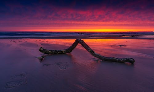 岸上的浮木 · 免费素材图片