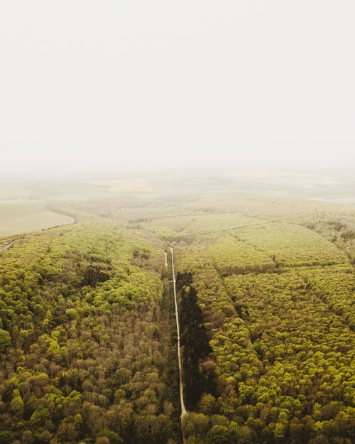 绿树的空中风景 · 免费素材图片