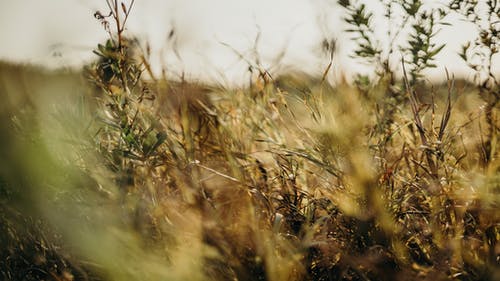 绿色和棕色植物微距摄影 · 免费素材图片