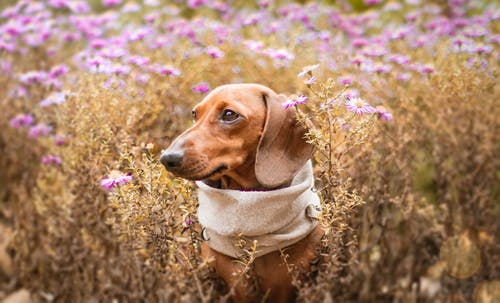 狗在花田上的照片 · 免费素材图片