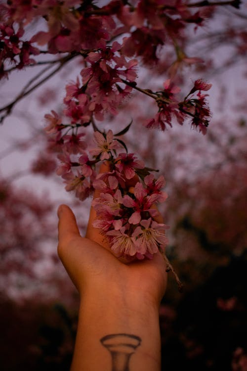 粉红色的花朵的分支 · 免费素材图片