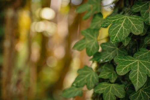 绿叶植物 · 免费素材图片