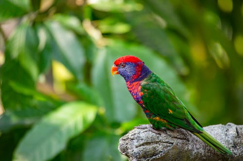 绿色和红色的鸟 · 免费素材图片