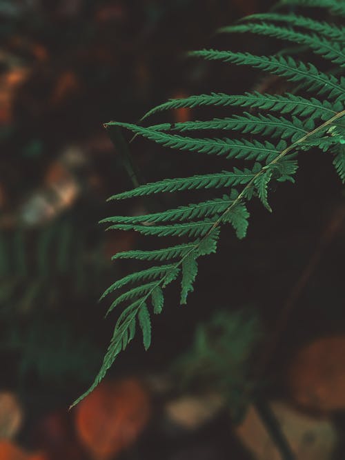 蕨叶的浅焦点照片 · 免费素材图片