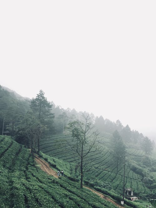 有关增长, 天性, 山丘的免费素材图片