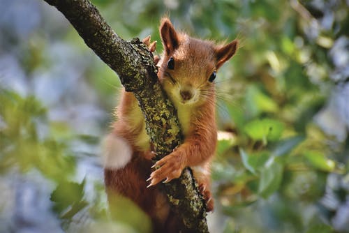 棕色松鼠在木树枝上 · 免费素材图片