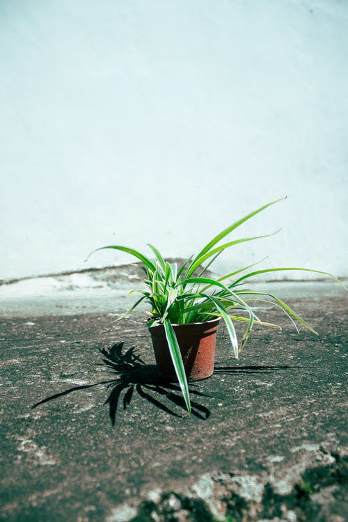 锅上的植物照片 · 免费素材图片