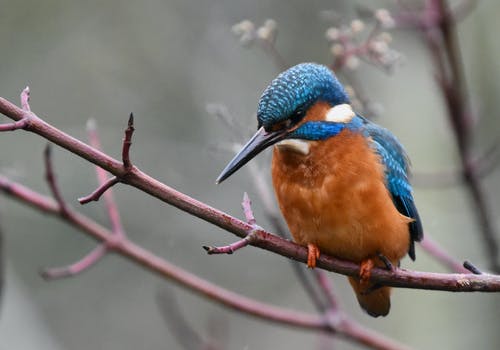 一只蓝色和棕色的鸟，栖息在树枝上的特写镜头 · 免费素材图片