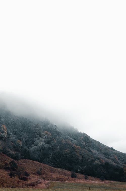 低角度拍摄的茂密的植被覆盖在浓雾中的一座山 · 免费素材图片