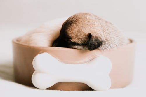 棕色碗里睡觉的棕色和黑色小狗的选择性焦点 · 免费素材图片
