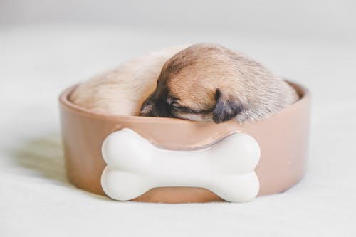 睡在宠物碗里的小狗 · 免费素材图片