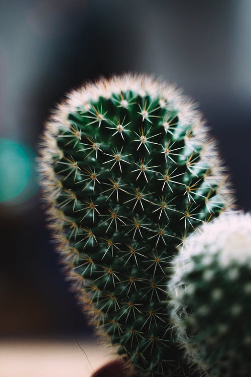 绿色仙人掌植物的宏观照片 · 免费素材图片