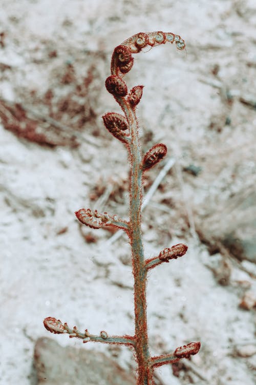 即将开花 · 免费素材图片