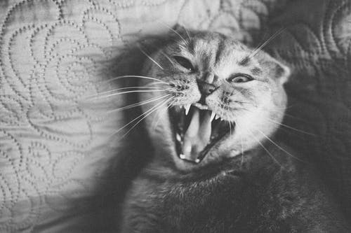 躺着打呵欠的猫的灰度照片 · 免费素材图片