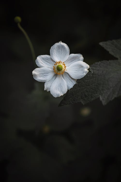 关闭了白色花瓣花的照片 · 免费素材图片