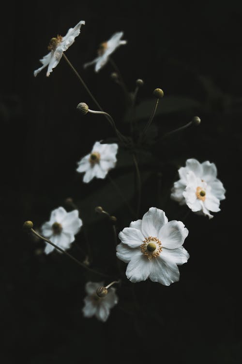 花的特写照片 · 免费素材图片