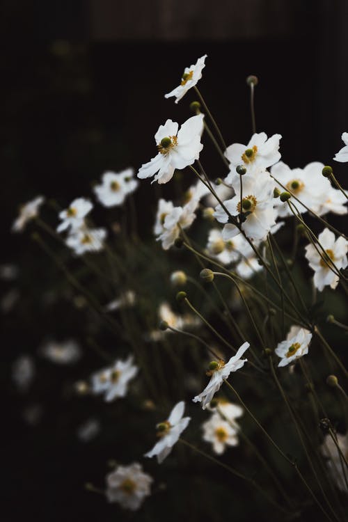 花的特写照片 · 免费素材图片