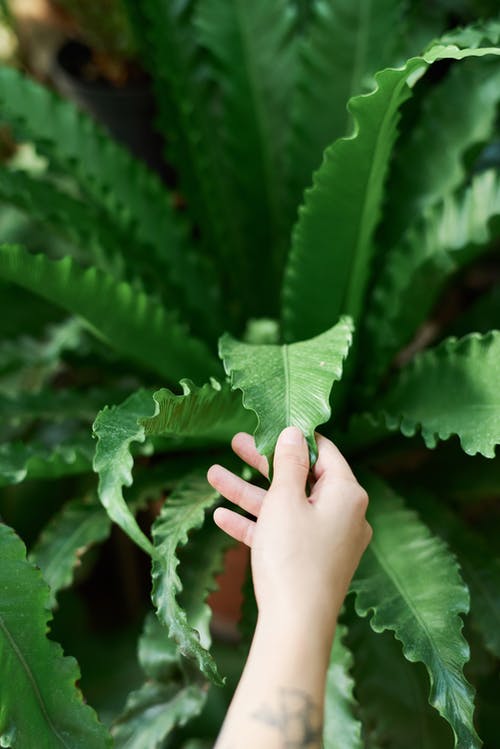 人接触植物 · 免费素材图片