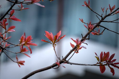 红色花瓣花的选择性聚焦摄影 · 免费素材图片