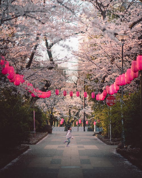 樱花树下的灯笼铺人行道上的孩子 · 免费素材图片