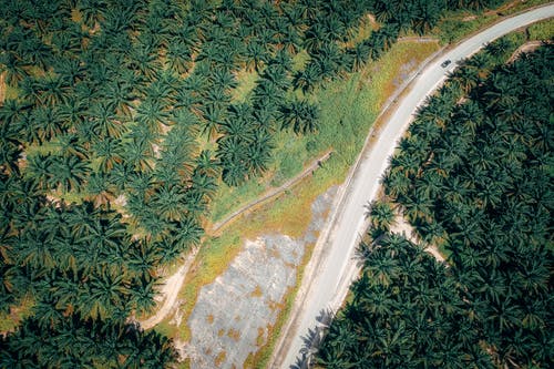 树木环绕的道路的航拍 · 免费素材图片