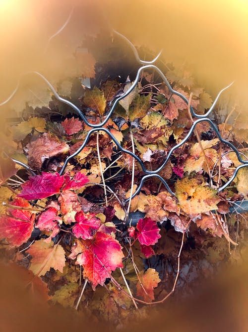 旋风栅栏附近的叶子 · 免费素材图片