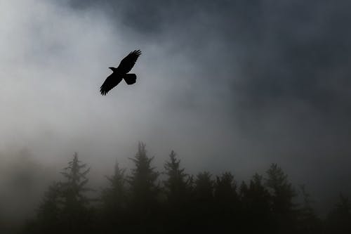 在有雾的天气里鸟飞过树 · 免费素材图片