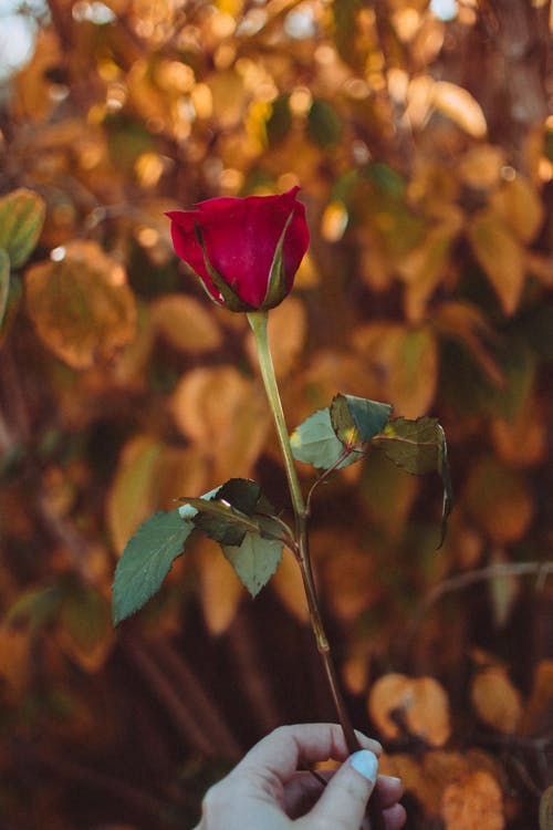 红玫瑰与散景灯的选择性聚焦照片 · 免费素材图片