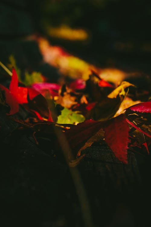 干树叶的选择性聚焦照片 · 免费素材图片